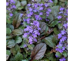 Kruipend zenegroen - Ajuga reptans