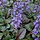 Kruipend zenegroen - Ajuga reptans