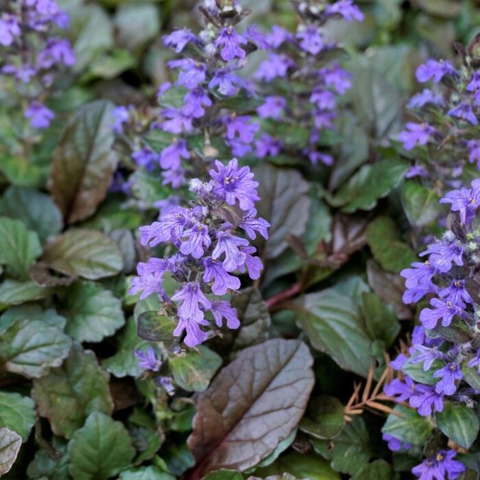 Kruipend zenegroen - Ajuga reptans