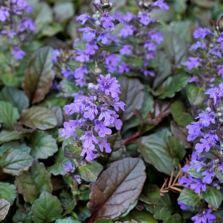 Kruipend zenegroen - Ajuga reptans