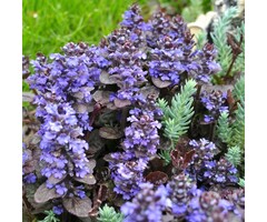 Kruipend zenegroen - Ajuga reptans 'Catlin's Giant'