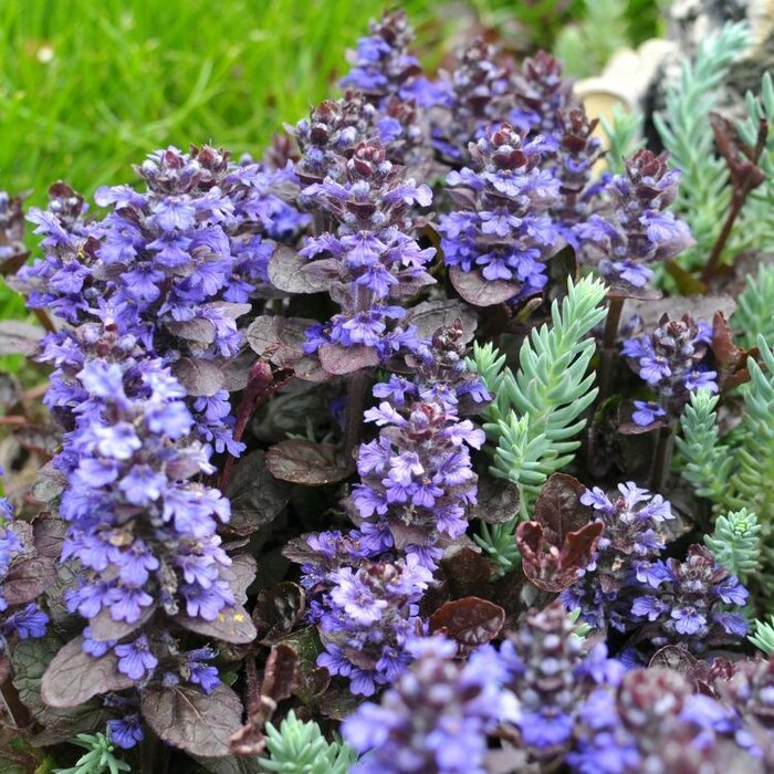 Kruipend zenegroen - Ajuga reptans 'Catlin's Giant'