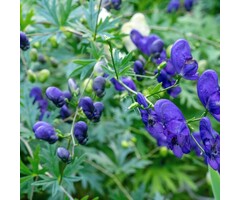 Monnikskap - Aconitum henryi 'Spark's Variety'