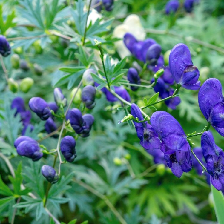 Monnikskap - Aconitum henryi 'Spark's Variety'