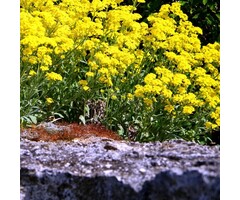 Schildzaad - Alyssum montanum