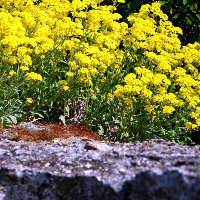 Schildzaad - Alyssum montanum