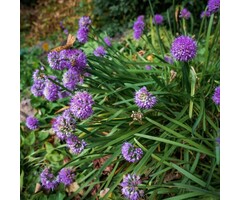 Sierui - Allium senescens