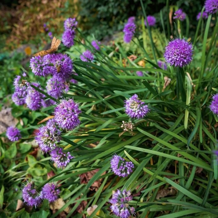 Sierui - Allium senescens