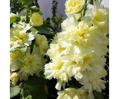 Stokroos - Alcea rosea 'Pleniflora' geel