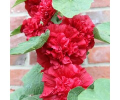 Stokroos - Alcea rosea 'Pleniflora' rood