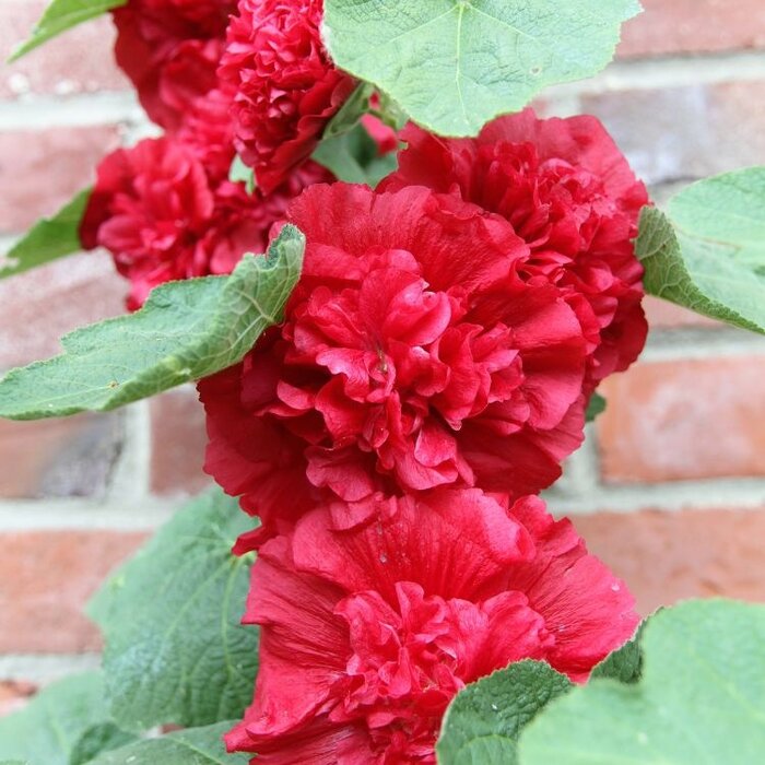 Stokroos - Alcea rosea 'Pleniflora' rood