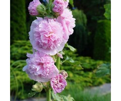 Stokroos - Alcea rosea 'Pleniflora' roze