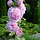 Stokroos - Alcea rosea 'Pleniflora' roze