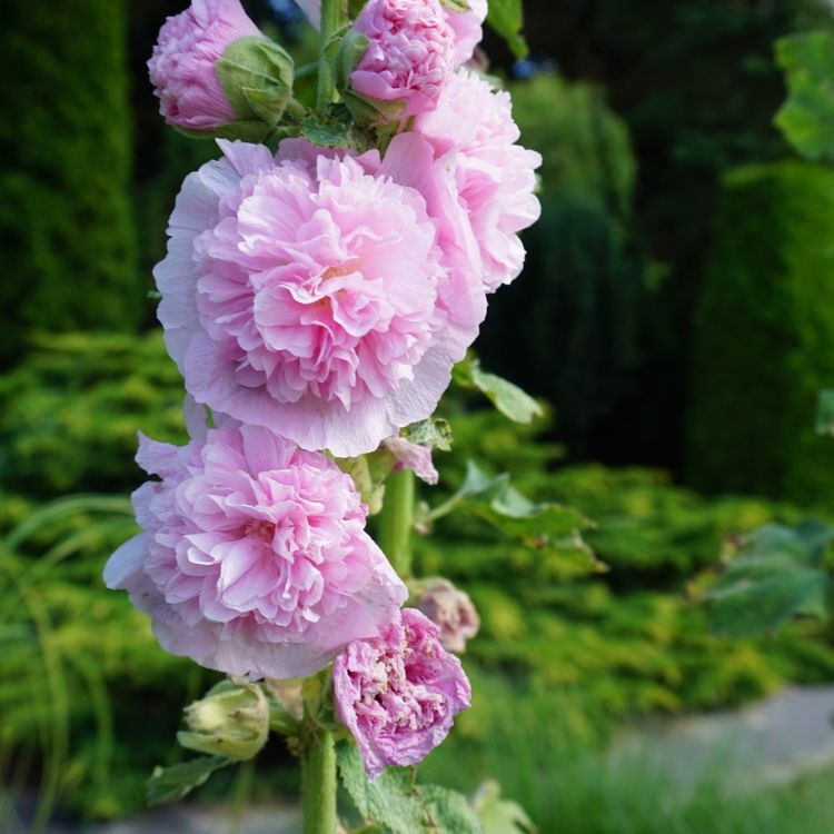 Stokroos - Alcea rosea 'Pleniflora' roze