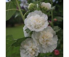 Stokroos - Alcea rosea 'Pleniflora' wit