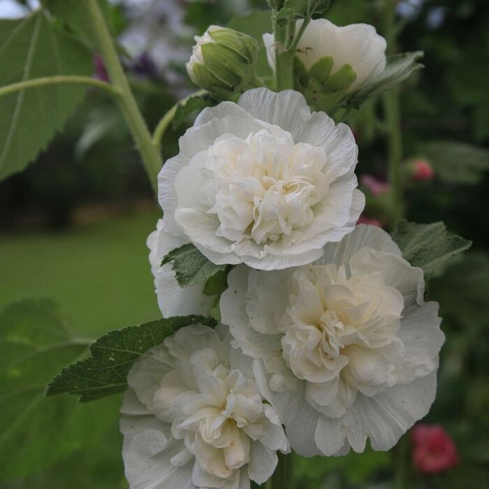 Stokroos - Alcea rosea 'Pleniflora' wit
