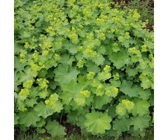 Vrouwenmantel - Alchemilla mollis