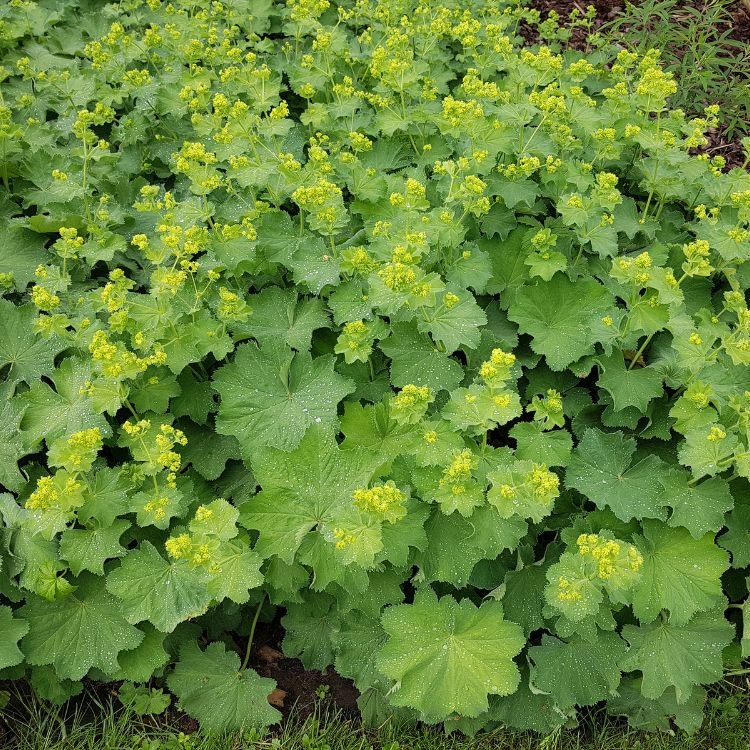 Vrouwenmantel - Alchemilla mollis