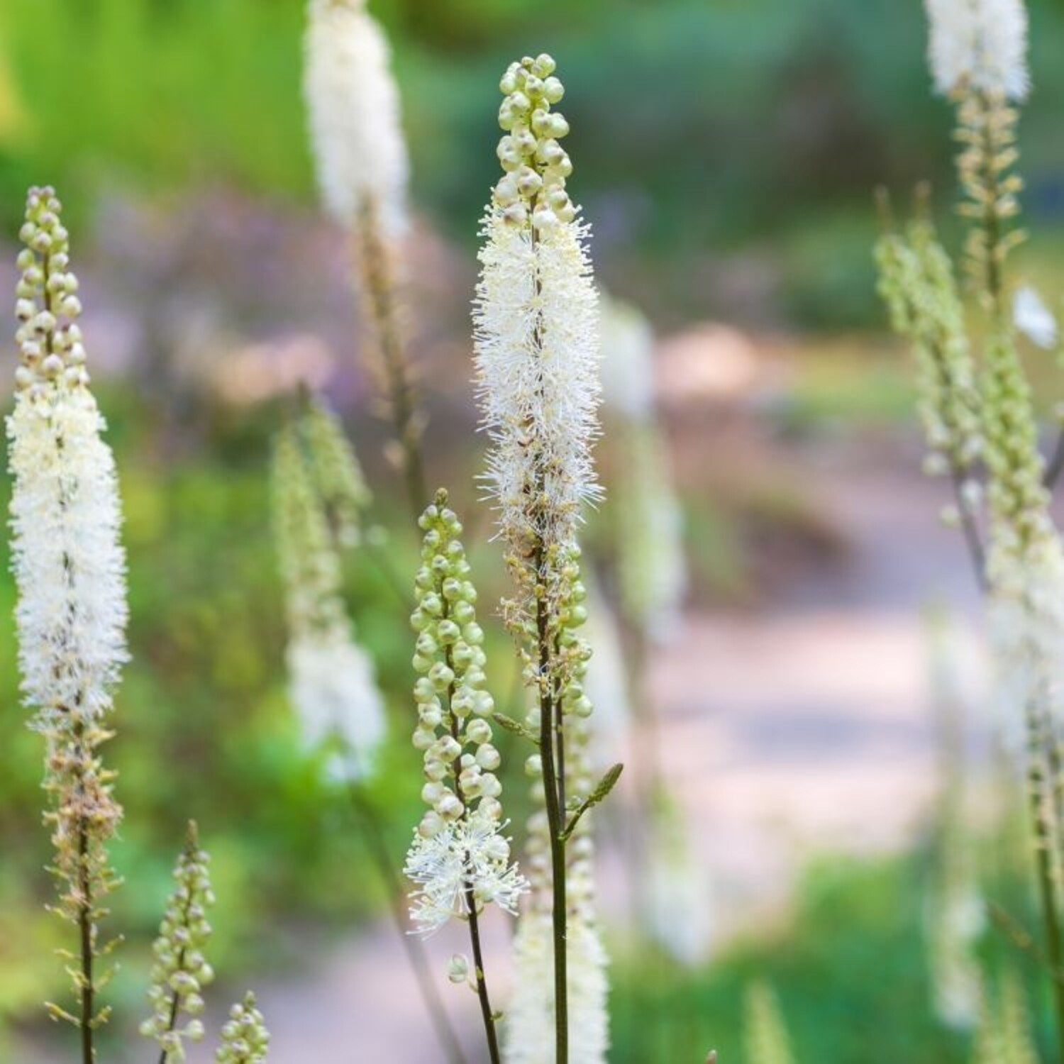 Actaea Racemora Folhas De Actaea Racemosa Actaea Racemosa Snakeroot Cohosh From