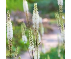 Zilverkaars - Actaea racemosa
