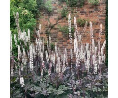 Zilverkaars - Actaea simplex 'Atropurpurea'