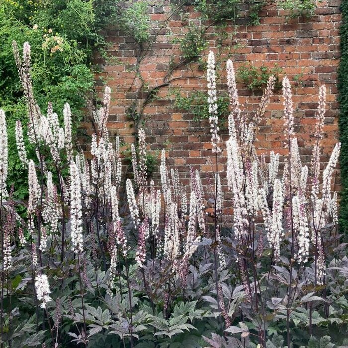 Zilverkaars - Actaea simplex 'Atropurpurea'