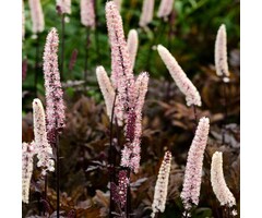 Zilverkaars - Actaea simplex 'Brunette'