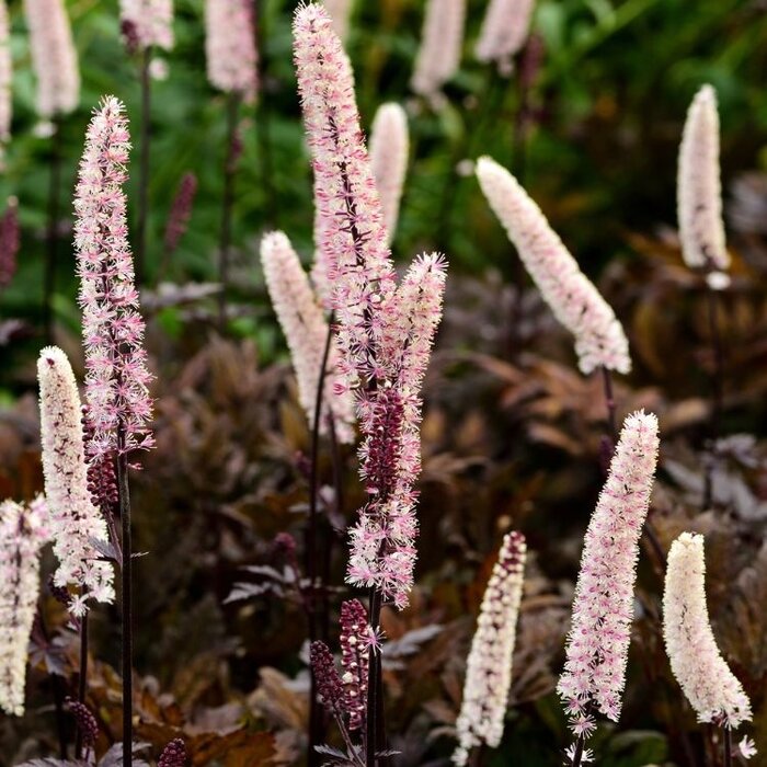 Zilverkaars - Actaea simplex 'Brunette'