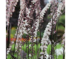 Zilverkaars - Actaea simplex 'Pink Spike'