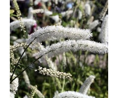 Zilverkaars - Actaea simplex 'White Pearl'