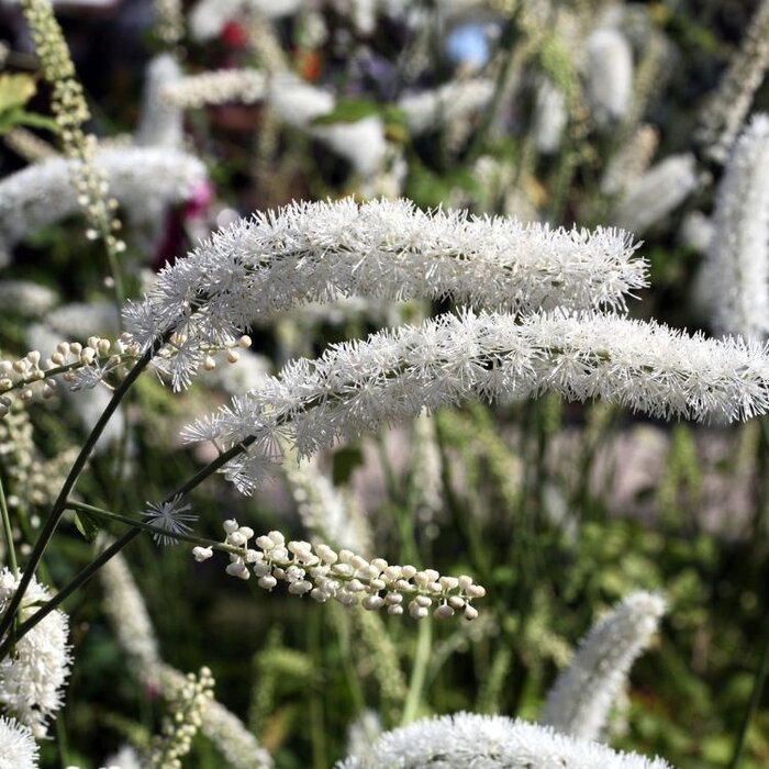Zilverkaars - Actaea simplex 'White Pearl'