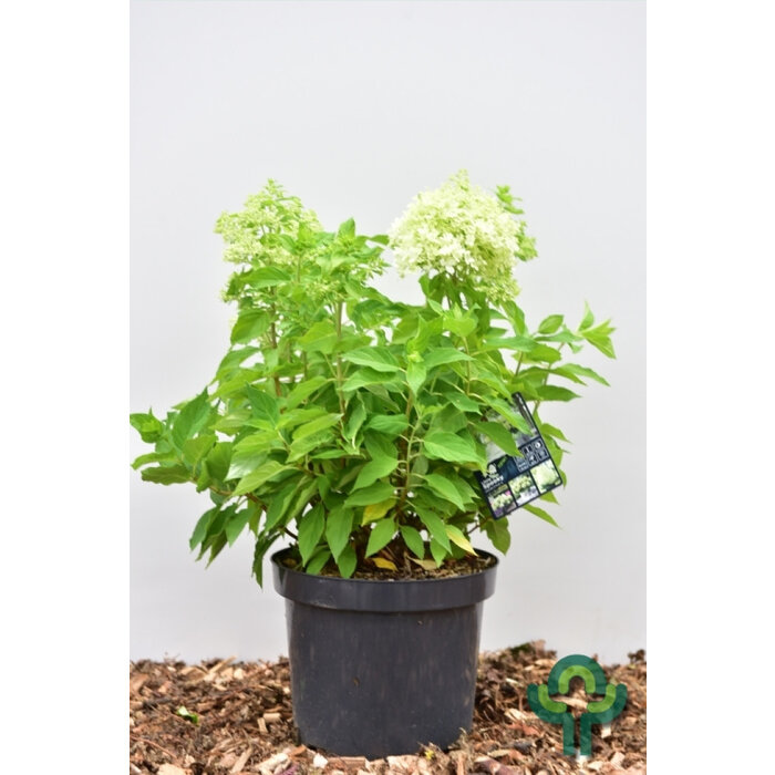 Hydrangea paniculata 'Little Spooky' - Pluimhortensia