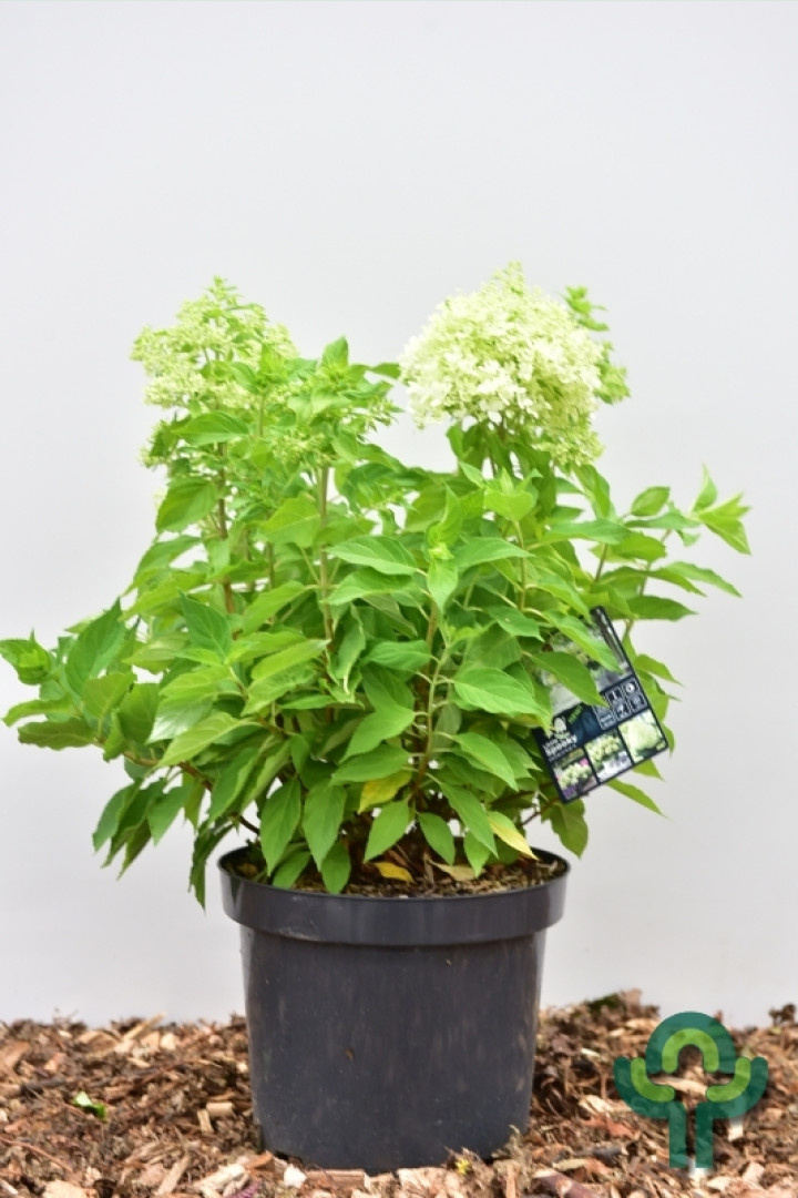 Hydrangea paniculata 'Little Spooky' - Pluimhortensia