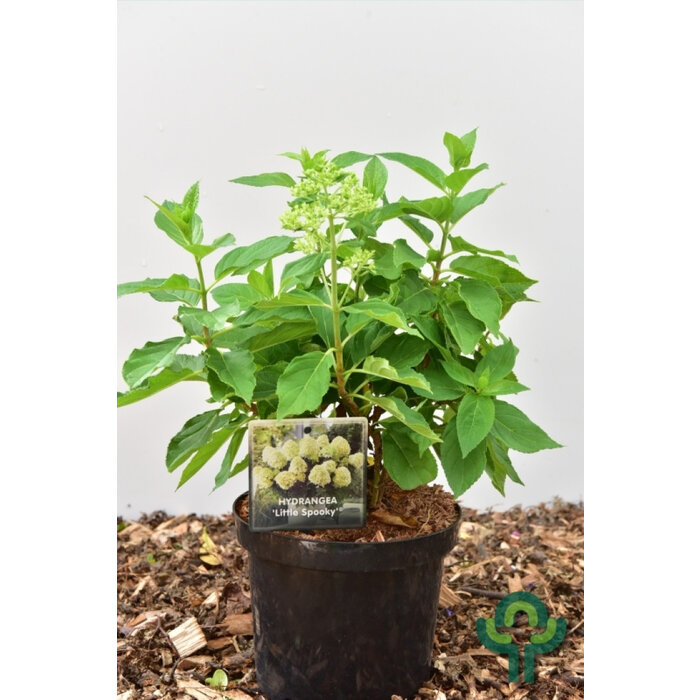 Hydrangea paniculata 'Little Spooky' - Pluimhortensia