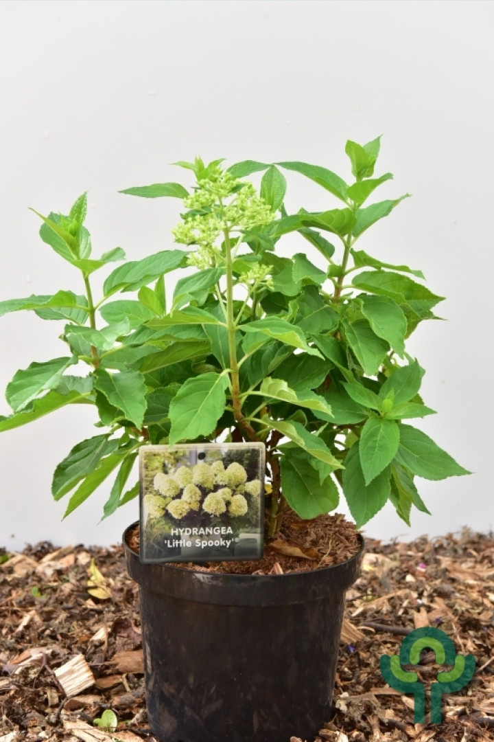 Hydrangea paniculata 'Little Spooky' - Pluimhortensia