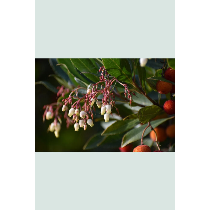 Aardbeiboom - Arbutus unedo 'Compacta'