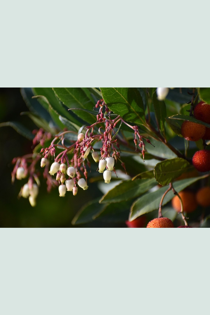 Aardbeiboom - Arbutus unedo 'Compacta'