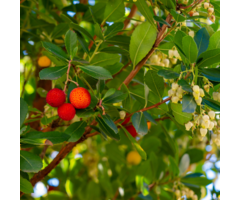 Aardbeiboom - Arbutus unedo 'Compacta'