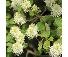 Lampepoetserstruik - Fothergilla intermedia 'Blue Shadow'
