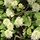 Lampepoetserstruik (Fothergilla intermedia 'Blue Shadow')