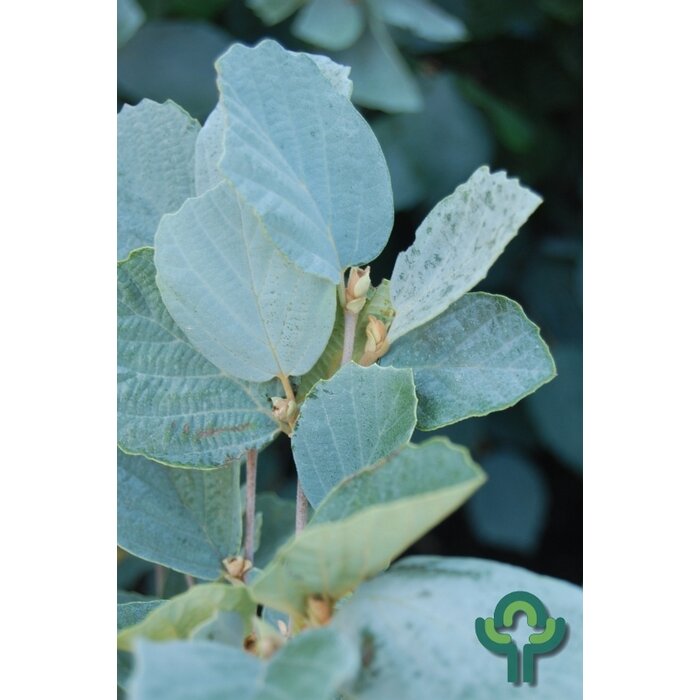 Lampepoetserstruik (Fothergilla intermedia 'Blue Shadow')