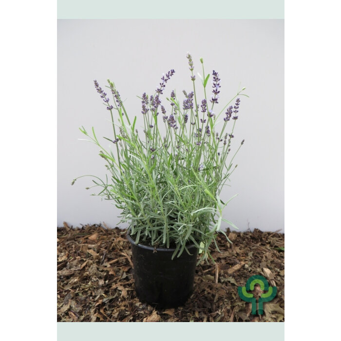 Lavendel - Lavandula angustifolia 'Hidcote'