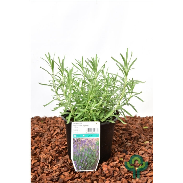 Lavendel - Lavandula angustifolia 'Hidcote'