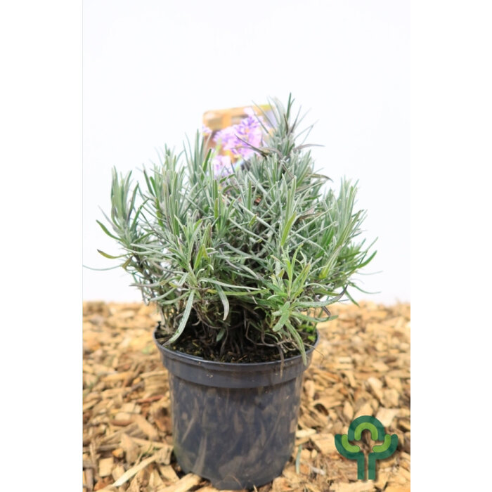 Lavendel - Lavandula angustifolia 'Munstead'
