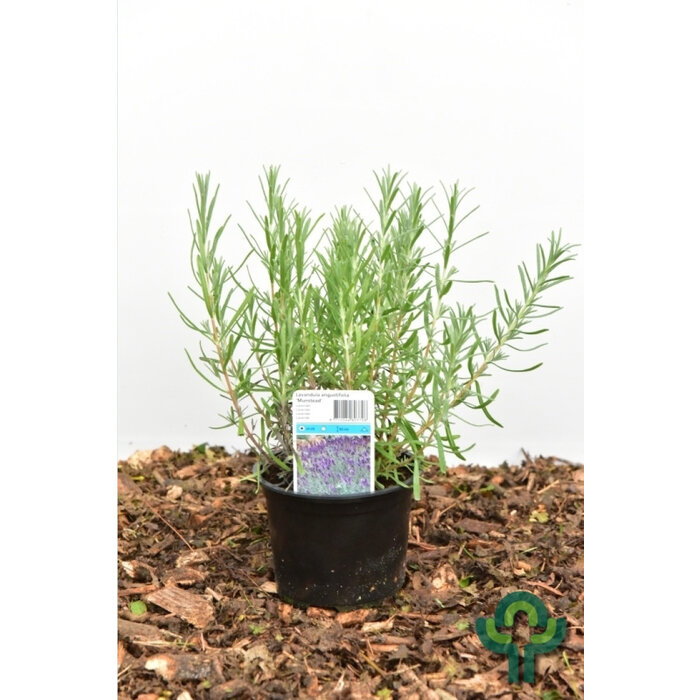 Lavendel - Lavandula angustifolia 'Munstead'