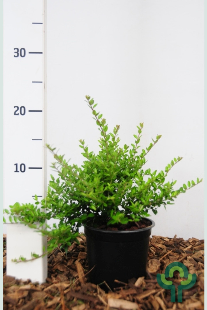 Chinese kamperfoelie (Lonicera nitida 'Elegant')