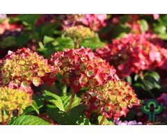 Hortensia - Hydrangea macr. Endless Summer 'Summer Love'- red