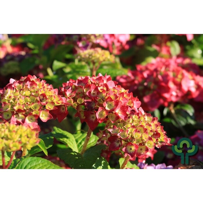 Hortensia (Hydrangea macr. Endless Summer 'Summer Love' )