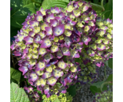 Schermhortensia - Hydrangea macr. Endless Summer 'Twist and Shout'  - Blue