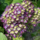Schermhortensia (Hydrangea macr. Endless Summer 'Twist and Shout'  - Blue)